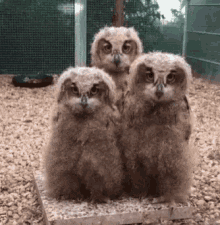 Owls Funny Animals GIF - Owls Funny Animals GIFs