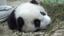 圓仔打盹 Panda Cub Yuan-zai Dozed Off GIF - 睡覺打盹sleept Sleep Nap Doze Off GIFs