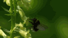 Flight Of The Bumblebee GIF - Bumblebee Flights Slowmotion GIFs