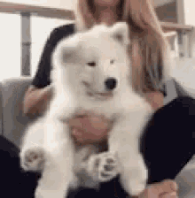 Cute Dog GIF - Cute Dog Fluffy GIFs