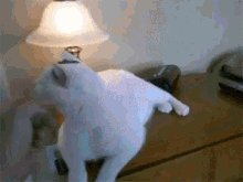 Cat Touch GIF - Cat Touch Light GIFs