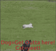Dissapointed Dog Cat Yeets Over Death Fence GIF - Dissapointed Dog Cat Yeets Over Death Fence Get Outta Here GIFs