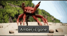 Amber Heard Johnny Depp GIF - Amber Heard Johnny Depp Crab Dance GIFs