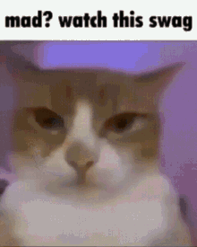 catwithswag