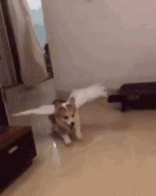 Puppy Flying GIF - Puppy Flying Icandoit GIFs