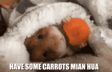 Mianhua Carrot GIF - Mianhua Carrot Eating Carrot GIFs