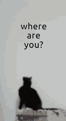 Maksas The Cat Where Are You GIF - Maksas The Cat Where Are You Late GIFs
