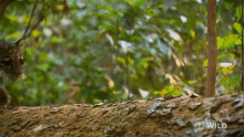 Walking Together Snow Leopard Day GIF - Walking Together Snow Leopard Day Indias Wild Leopards GIFs