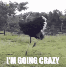 going crazy boredom ostrich spin