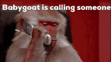 Baby3goat Is Calling Someone GIF - Baby3goat Is Calling Someone GIFs