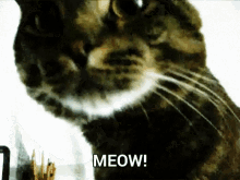 Timmy Cat GIF - Timmy Cat Meow GIFs