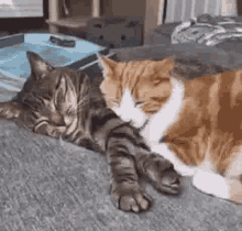 Snuggle Cats GIF - Snuggle Cats Hugging GIFs