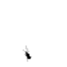 ant ant