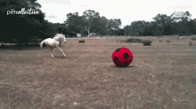 Playing Horse Soccer Ball GIF - Playing Horse Horse Soccer Ball GIFs