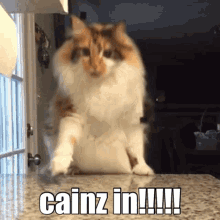 Cainz Cainzmoment GIF - Cainz Cainzmoment Cainzvictim GIFs