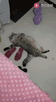 Lazy Cat Lying On The Floor GIF - Lazy Cat Lying On The Floor GIFs