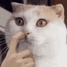 Cat Nose Picking GIF - Cat Nose Picking GIFs