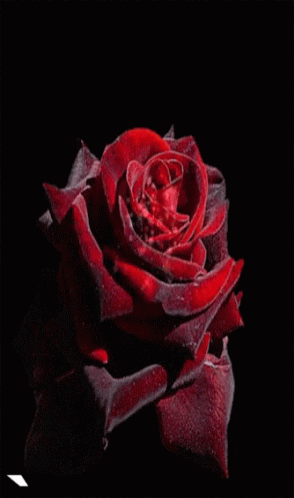 Rose Red Flower GIF - Rose Red Flower Glitter GIFs