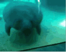 Manatee Seacow GIF - Manatee Seacow Ouch GIFs