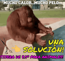 calor cabello tijera para animales peluquer%C3%ADa megapeluquer%C3%ADas