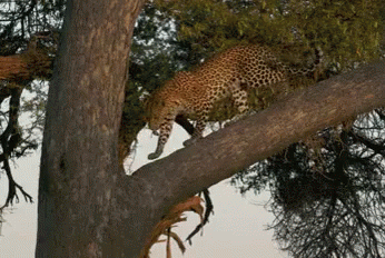 Climbing Down A Tree GIF - Savage Kingdom Savage Kingdom Gi Fs Wild Animals GIFs