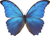 Butterfly Blue Butterfly Sticker - Butterfly Blue Butterfly Freedom Stickers