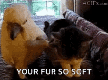 Funny Animals Birds GIF - Funny Animals Birds Your Fur So Soft GIFs