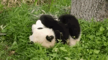 panda rolling