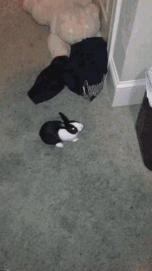 Rabbit Funny GIF - Rabbit Funny Garbage GIFs