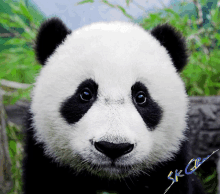 Panda Face Paint GIF - Panda Face Paint Vior GIFs