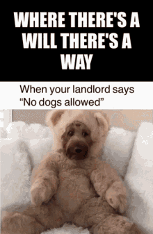 When Your Landlord No Dogs Allowed Where Theres A Will Theres A Way GIF - When Your Landlord No Dogs Allowed Where Theres A Will Theres A Way Bear Costume GIFs