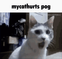 Mycathurts GIF - Mycathurts GIFs