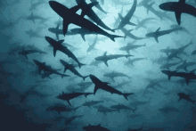 sharks swimming shark week