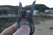 Turtle Fly GIF - Turtle Fly Flap GIFs