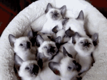 Siamese Cat Cutecats GIF - Siamese Cat Siamese Cutecats GIFs
