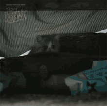 kitten jump louis wain benedict cumberbatch the electrical life of louis wain cute cat