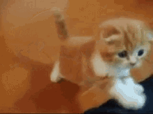 Cat Lap GIF - Cat Lap GIFs