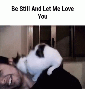 Cat Love Gif Cat Love Me Discover Share Gifs