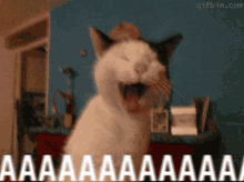 Aaaa Cat GIF - Aaaa Cat Shout GIFs