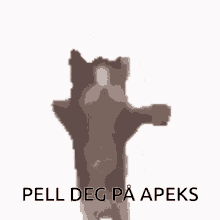 dancing cat pell deg p%C3%A5apeks get on apex hop on apex cat