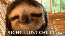 Lol Sloth GIF - Lol Sloth Happy GIFs