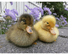 Only Ducks Nice GIF - Only Ducks Ducks Nice GIFs