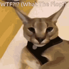 What The Flop Floppa GIF - What The Flop Floppa Hi Mia GIFs