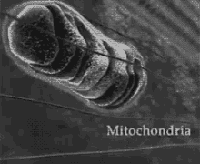 cell mitochondria