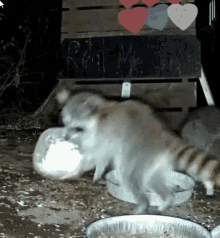wlcgif raccoon