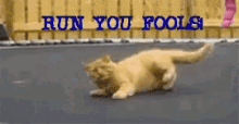 cat crawling