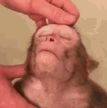 funny animals monkey adorable relaxing bath stressed funny animals monkey adorable relaxing bath stressed