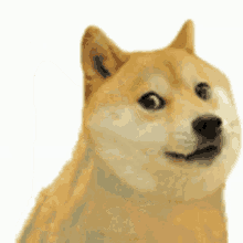 Dogecoin Dance GIF - Dogecoin Doge Dance GIFs