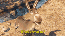 Shrek Donkey GIF - Shrek Donkey Whats Your Name GIFs