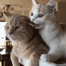 Cats Ear Bite GIF - Cats Ear Bite Spooning GIFs